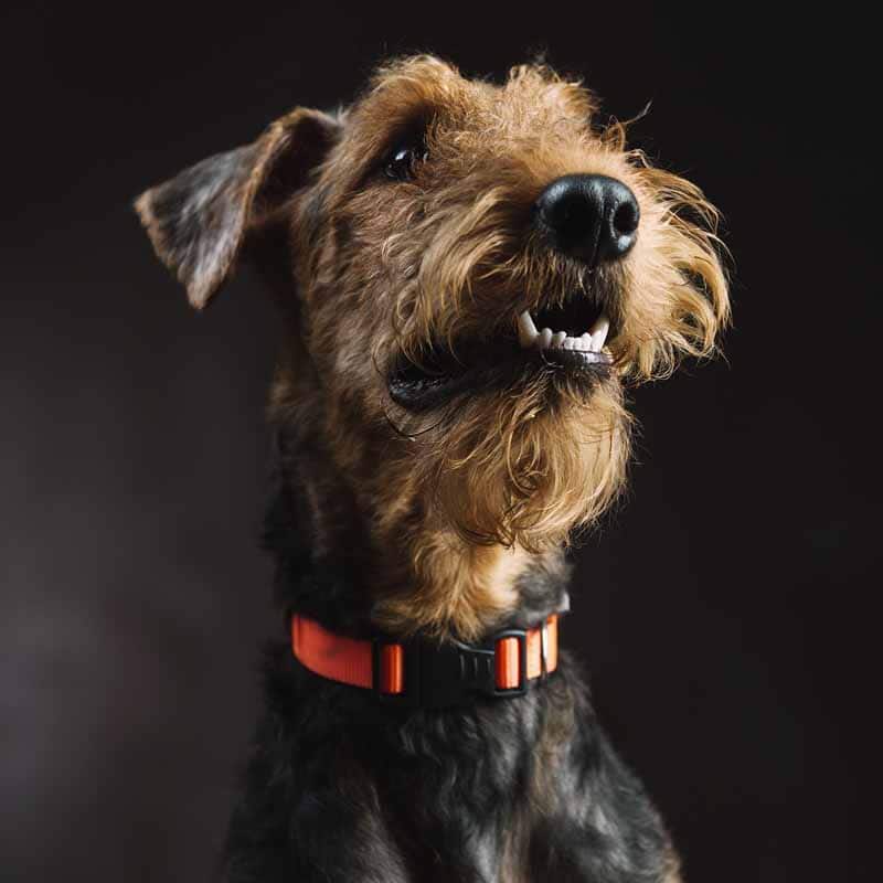 Picture of an Airedale Terrier