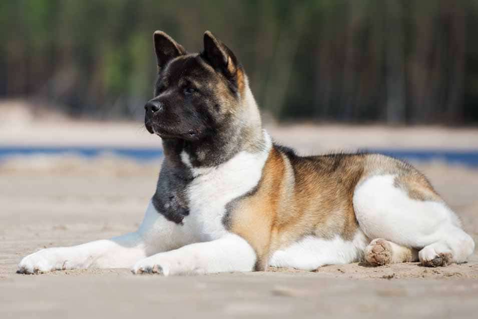 Picture of an Akita at the lake