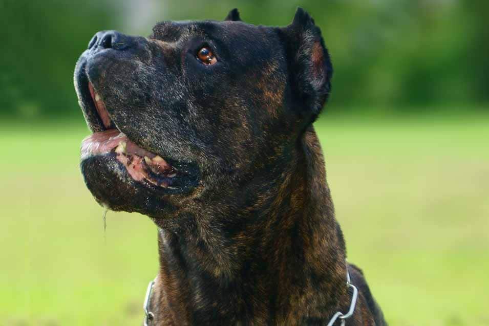 Picture of a American Bandogge
