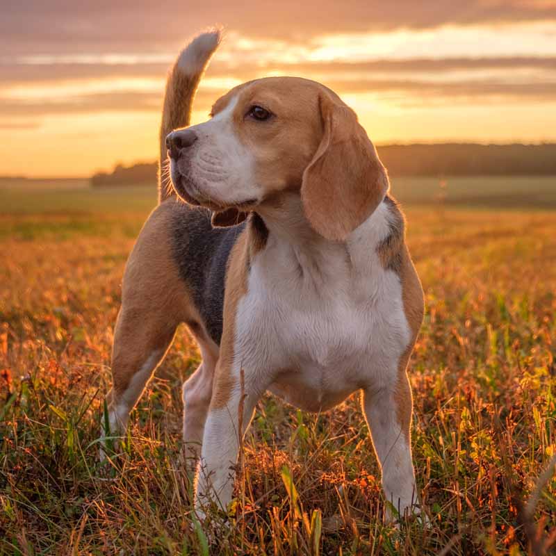Picture of a Beagle
