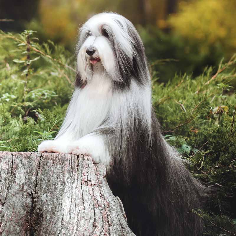Picture of a Bearded Collie