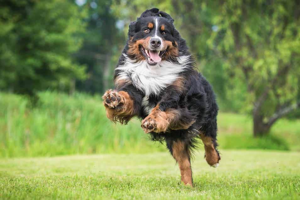 Picture of a Bernese Mountain Dog running