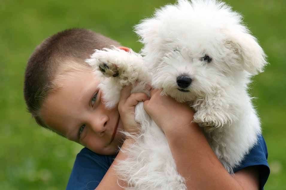 Picture of a boy and a Bichon Frise