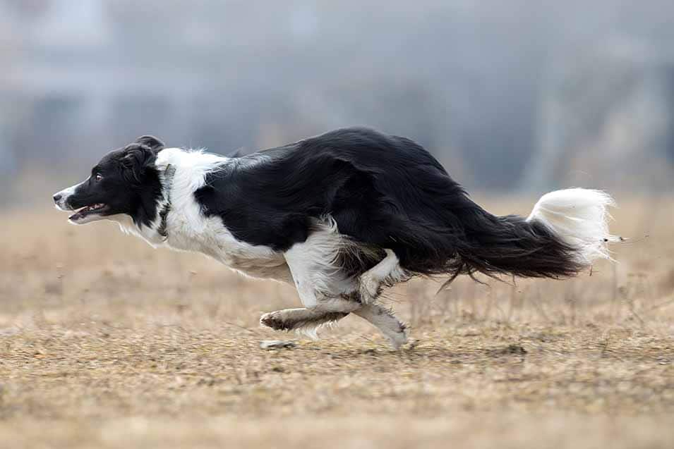 top 20 fastest dog breeds
