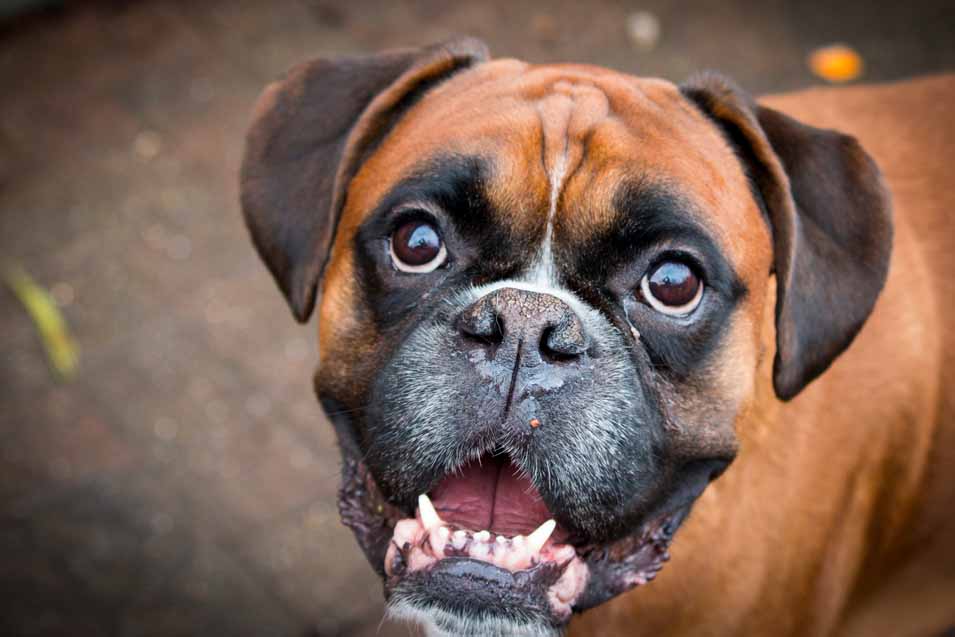 Picture of a Boxer