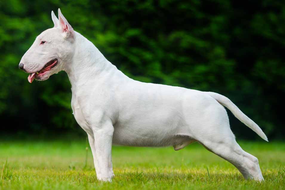 Picture of a Bull Terrier