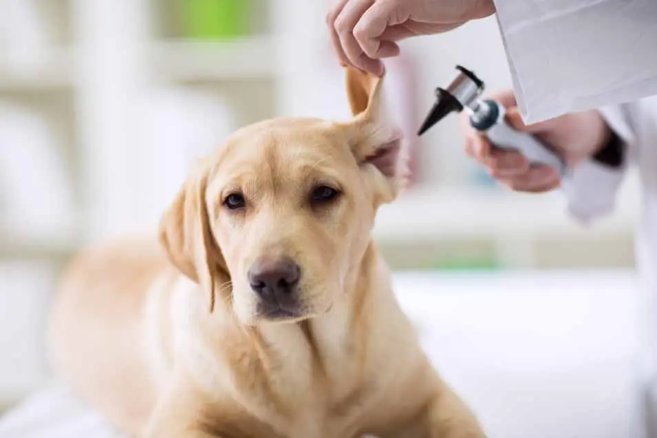 Labrador Retriever calmly receiving an ear exam from a veterinarian during a routine checkup at a modern veterinary clinic.