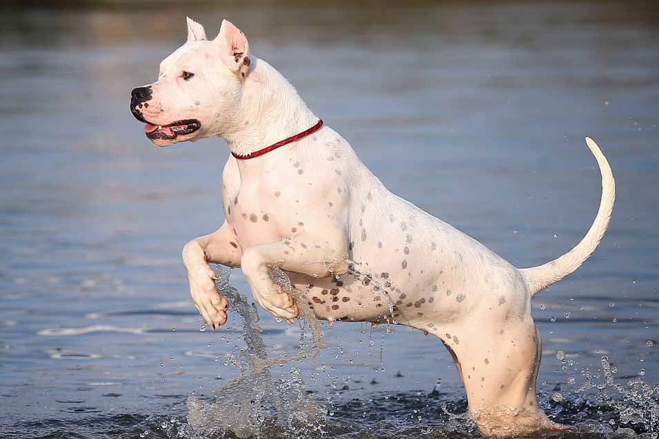 Picture of a Dogo Argentino