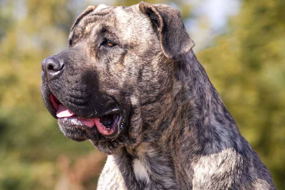 Picture of a Dogo Canario