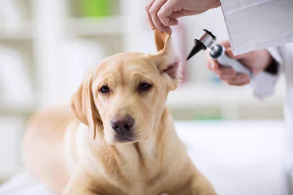 Picture of a veterinarian looking at a dogs ear