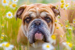 Picture of an English Bulldog