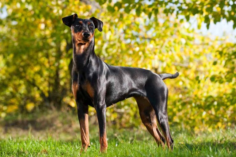 German Dog Breeds Popular Dogs Created in Germany