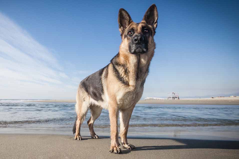 Picture of a • German Shepherd