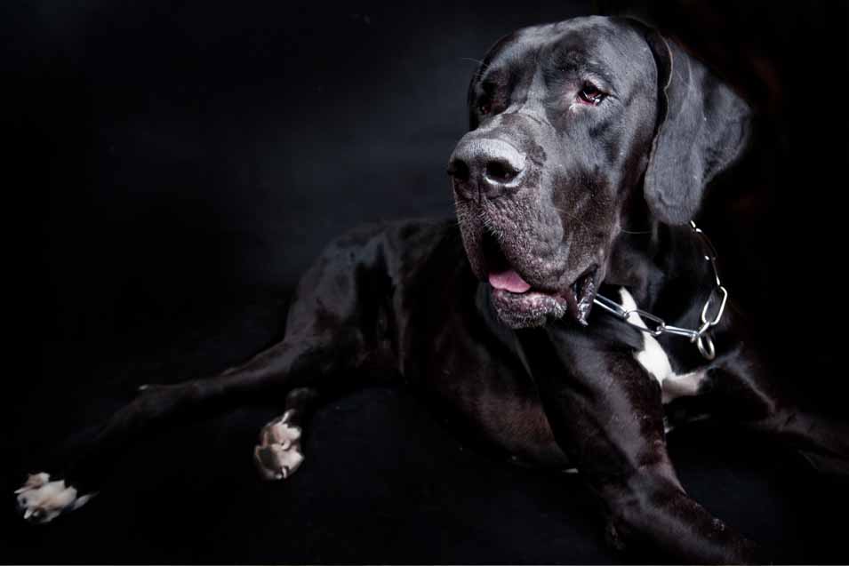 Picture of a Great Dane