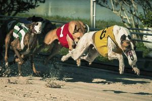 Picture of racing greyhounds