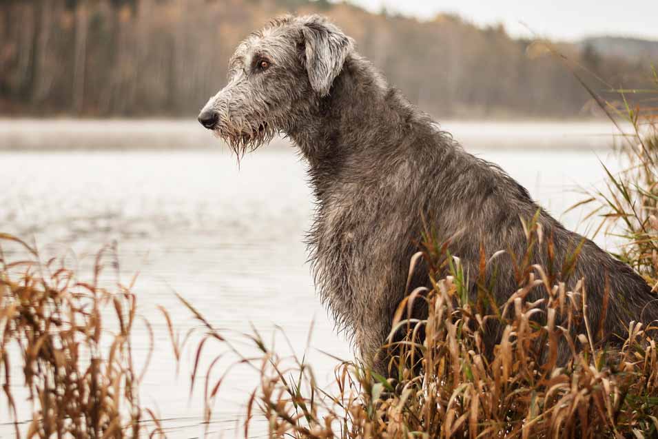 Picture of a Irish Wolfhound near a lake