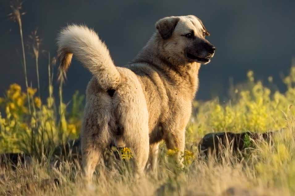 Picture of a Kangal Dog in a field