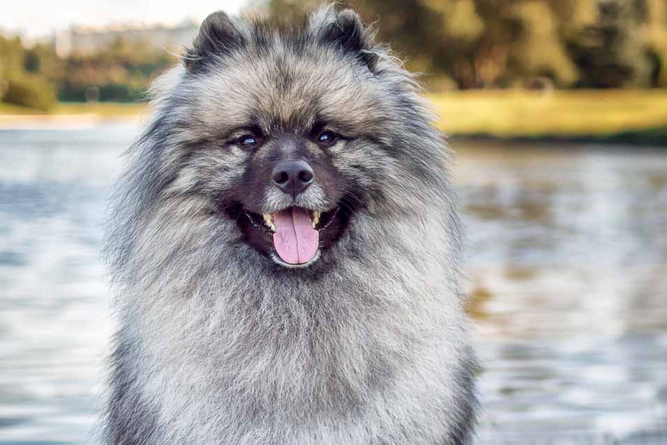 Picture of a Keeshond