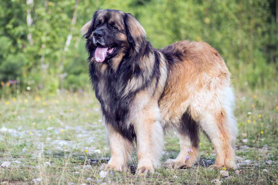 Picture of a Leonberger in the forest