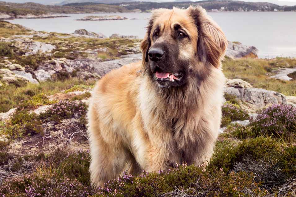 Picture of a Leonberger near water