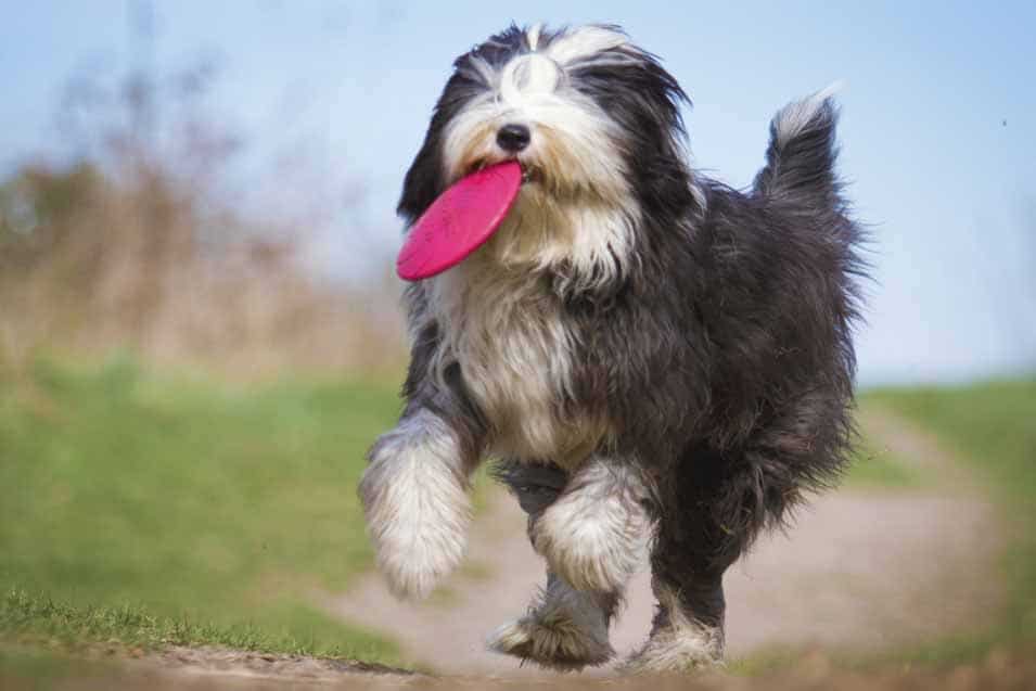 Picture of a Old English Sheepdog running outside