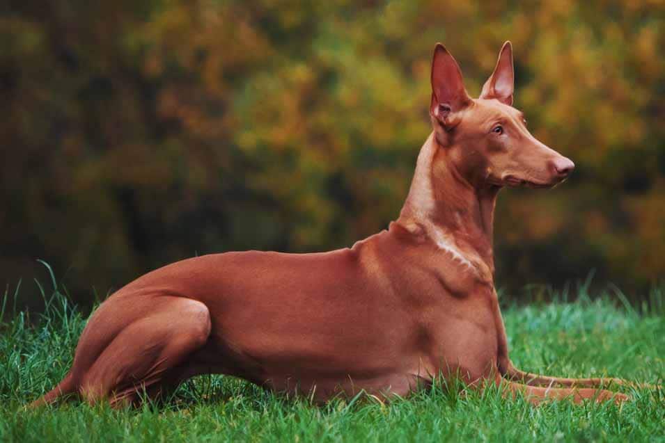 Picture of a Pharaoh Hound