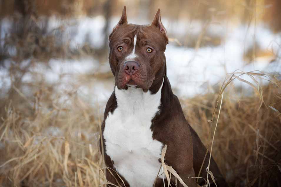 Picture of a Pit Bull Terrier