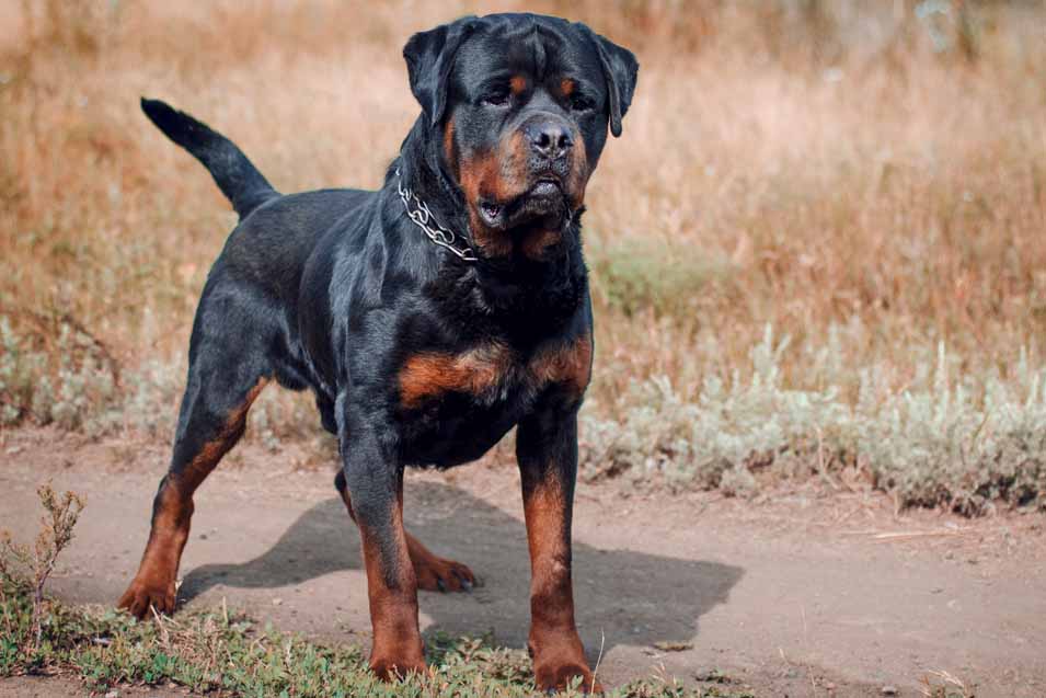 Picture of a Rottweiler
