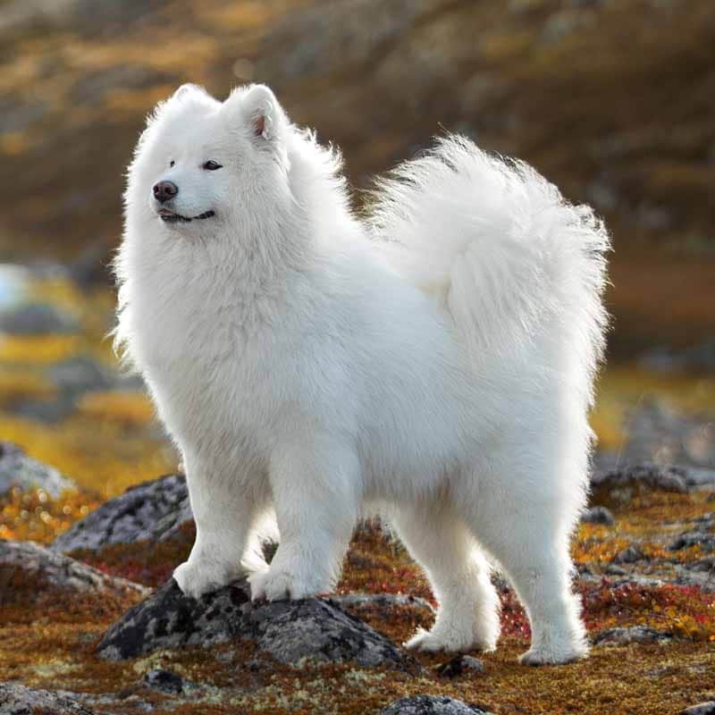 Picture of a Samoyed