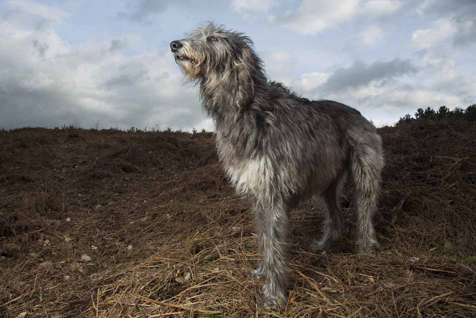 Picture of a Scottish Deerhound in a field