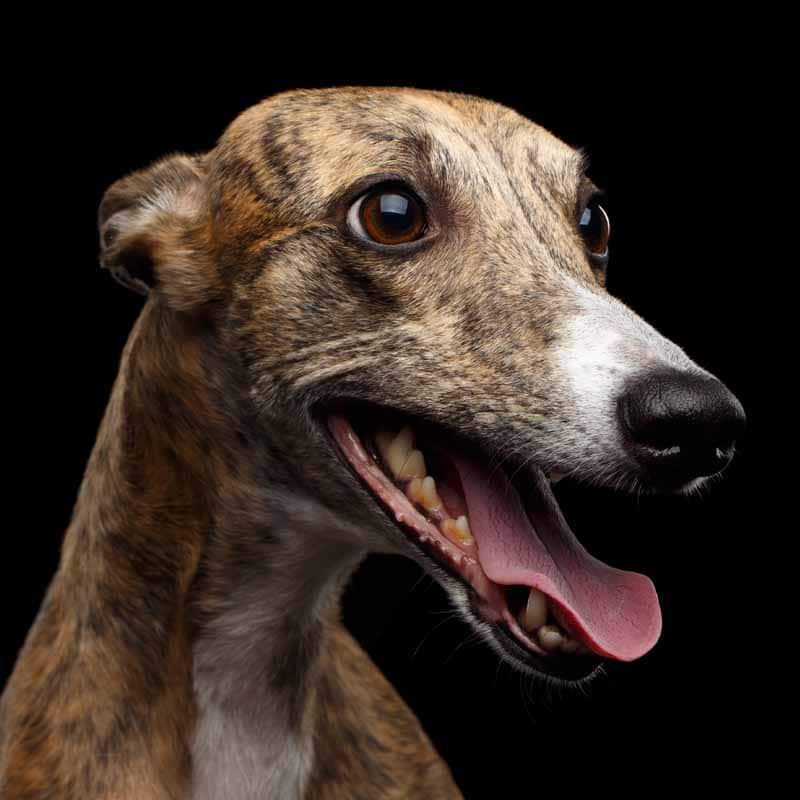 Picture of a whippet