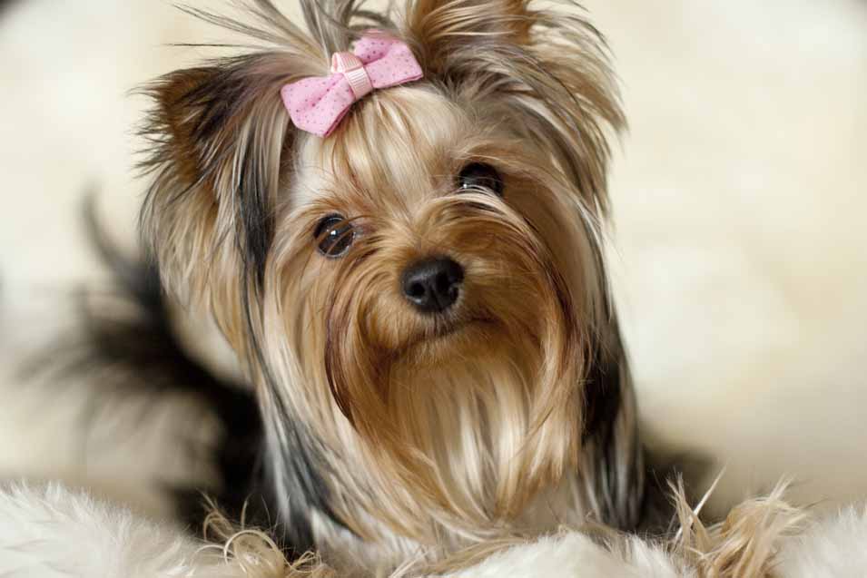 Picture of a Yorkshire Terrier