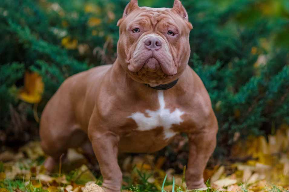 Picture of an American Bully