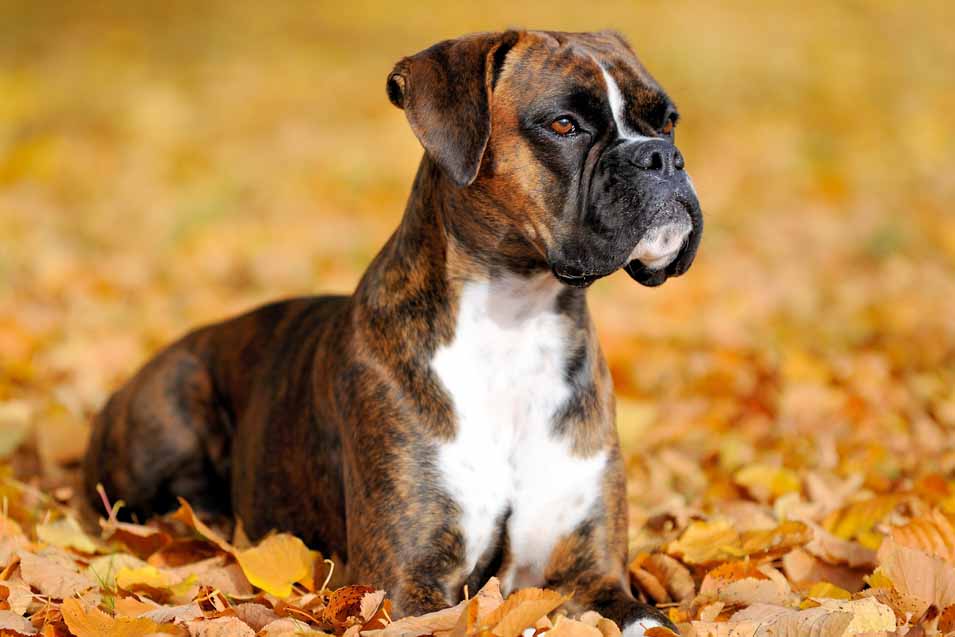 Picture of a Boxer Dog