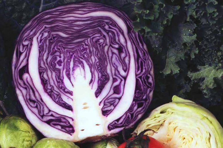 Picture of purple cabbage