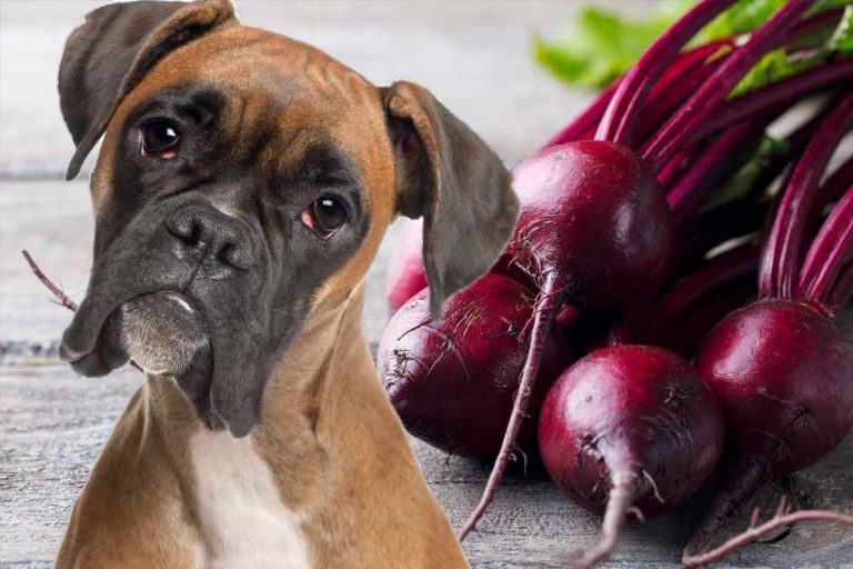 Picture of a dog and some beets