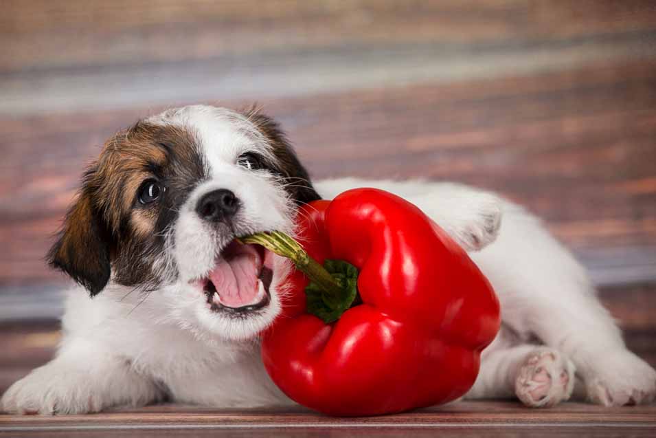 Picture of a dog eating a pepper