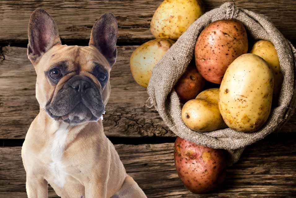 Picture of a dog and potatoes