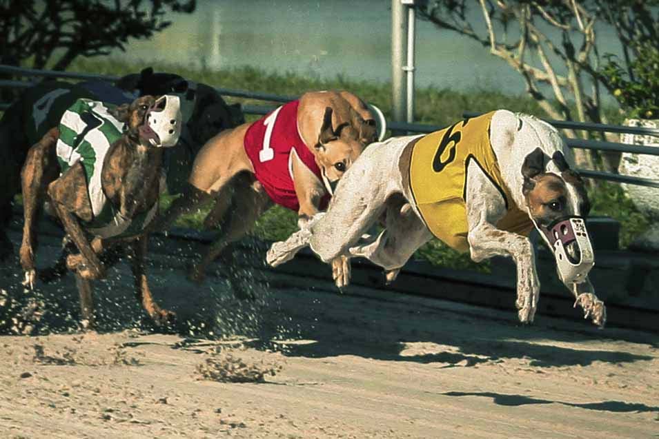 Fastest Dogs