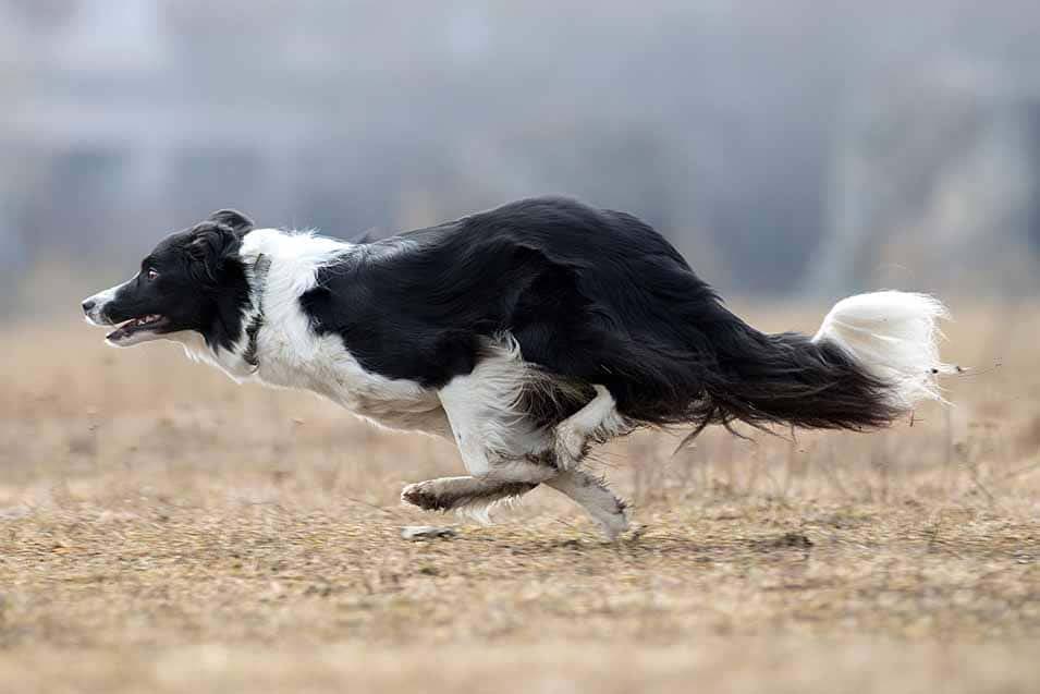 Fast dog