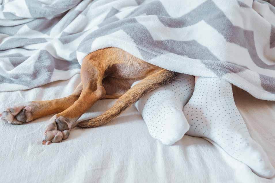 Picture of a dog under the blankets