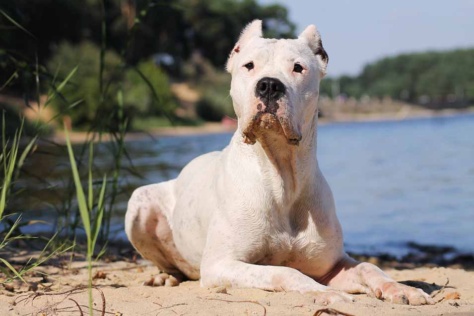 Picture of a Dog Argentino
