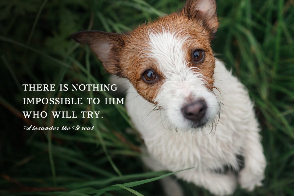 Picture of a wet Jack Russell Terrier 