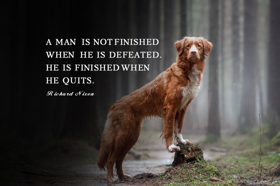 Picture of a Nova Scotia Duck Tolling Retriever in the forest