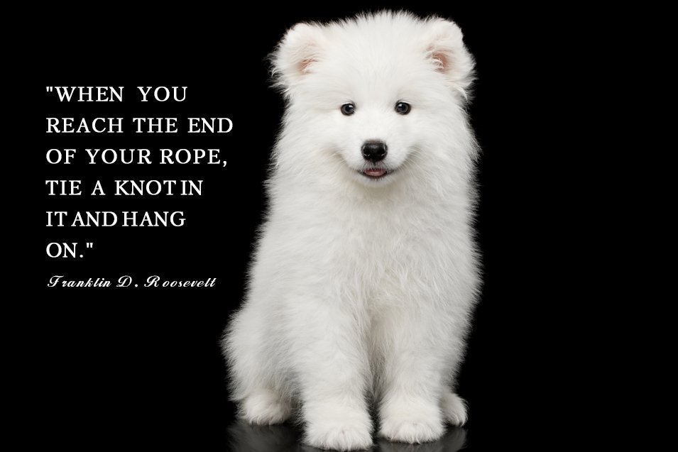 Picture of a Samoyed on black background 