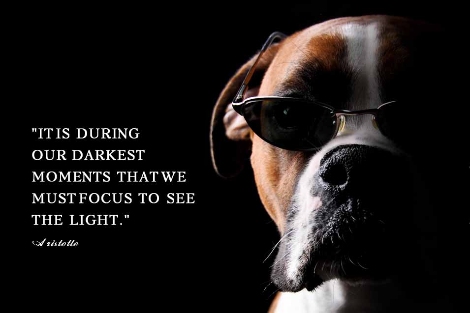 Picture of a Boxer Dog wearing sunglesses