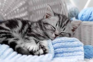 Picture of a Grey Tabby Kitten