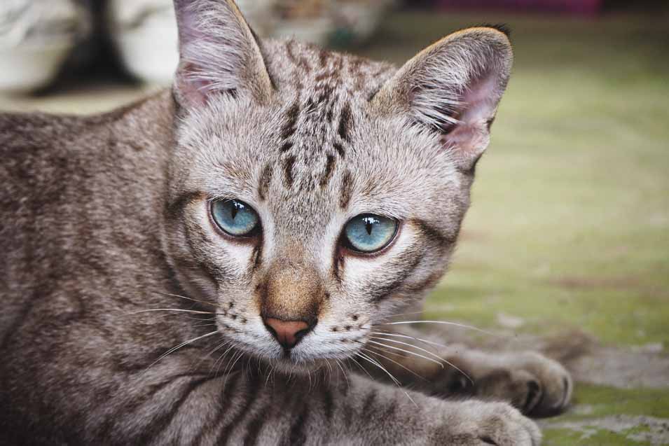Picture of a Mackerel Tabby Cat