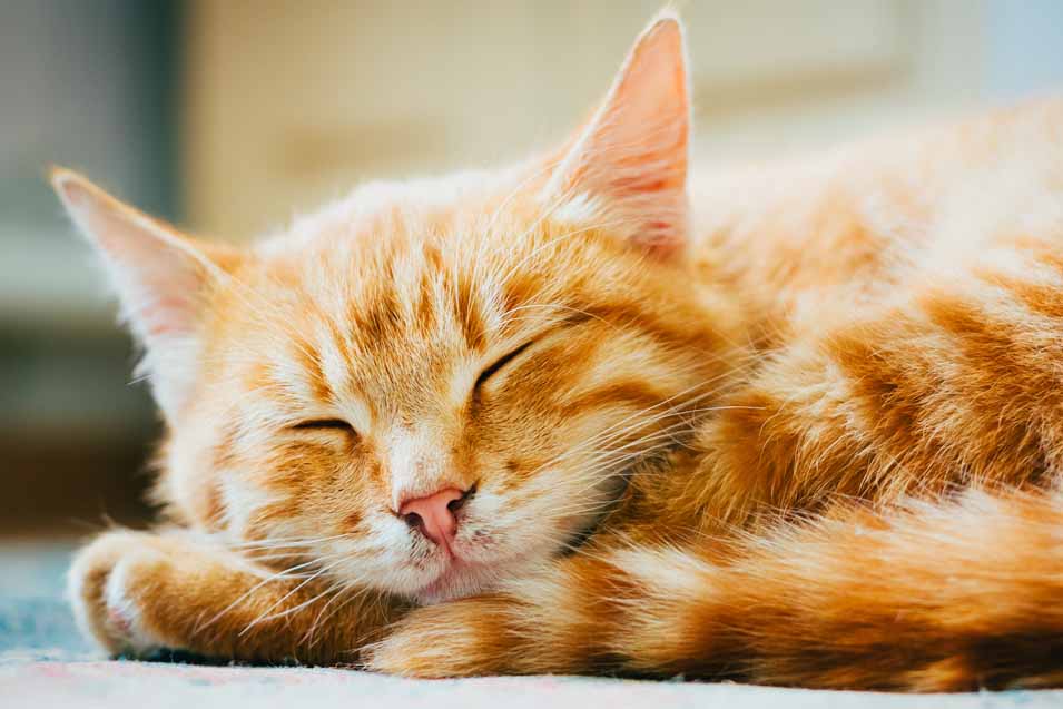 Picture of a Orange Tabby Kitten