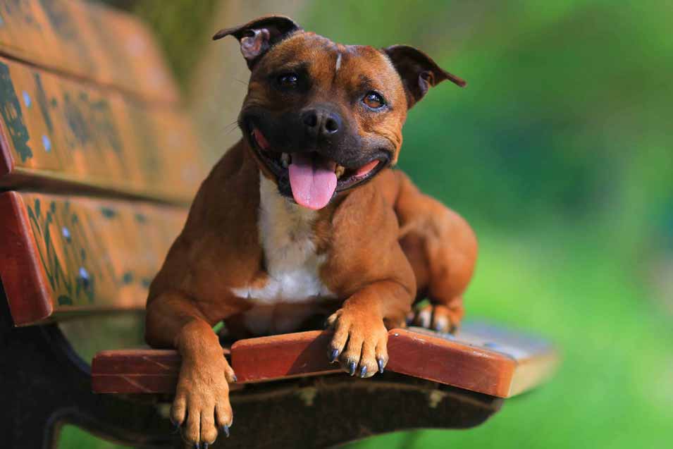 Picture of a American Staffordshire Terrier